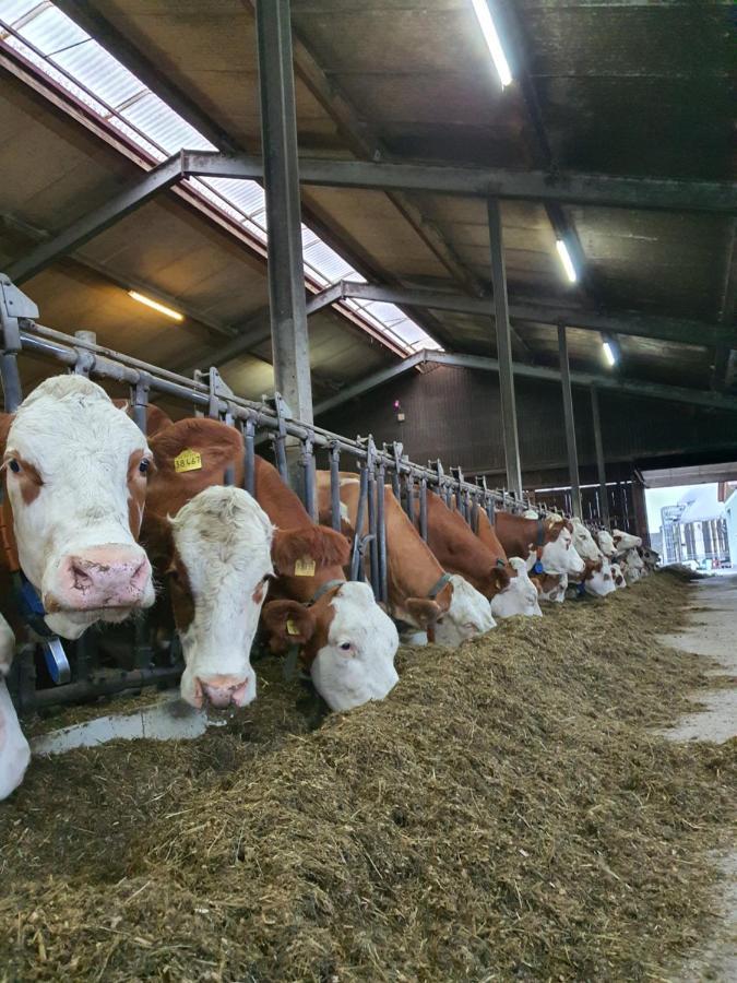 Ferienwohnung Kleberhof - Urlaub Auf Dem Bauernhof Eslarn Exterior foto